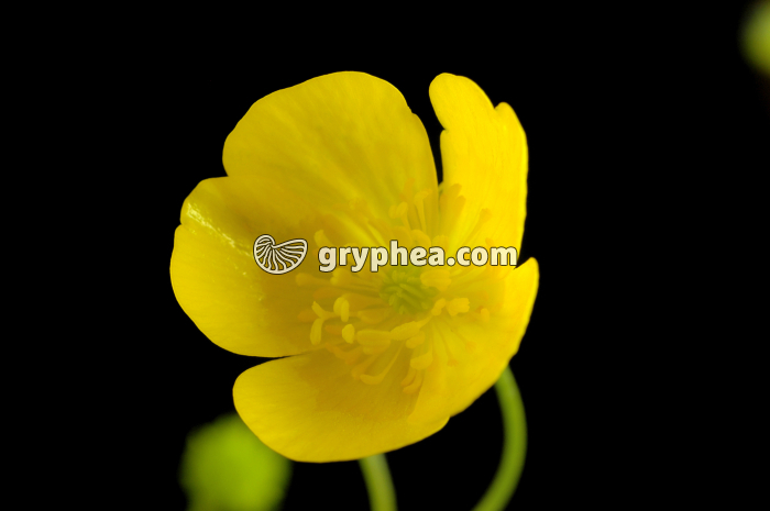 Renoncule acre (Ranunculus acris) - fleur épanouie (Bouton d'or) - gryphea.com